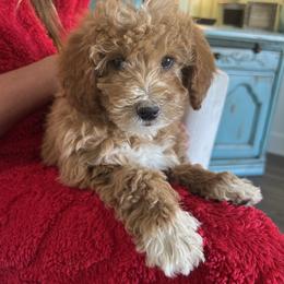 Jan - Cream female Goldendoodle puppy in Payson, Utah from Country Sky Doodles