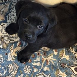 Molly - Black female Labrador Retriever puppy in Centreville, Maryland from Barbihaus Kennels