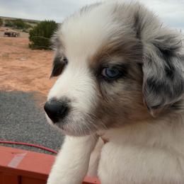 Faith - Blue merle female Miniature Australian Shepherd puppy in Taylor, Arizona from Holy Ghost Ranch, Inc