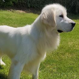 Mr. Lucky - Golden Retriever