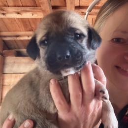 Male 2 - Fawn male Anatolian Shepherd Dog puppy in Daggett, Michigan from T&S Anatolians