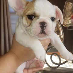 French Bulldogs from The Rawh Frenchie Club