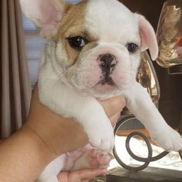 French Bulldogs from The Rawh Frenchie Club