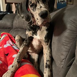 Great Dane Puppies from HCR Great Danes