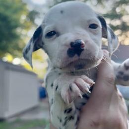 Cedarwood - White and black male Dalmatian puppy in Des Moines, Iowa from Spot Splattered Dalmatians