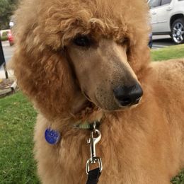 Poodles from Central Coast Standard Poodles