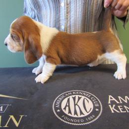 Renae - Mahogany and white female Basset Hound puppy in Francesville, Indiana from Sandyhill Basset Hounds