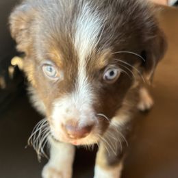 Miniature Australian Shepherd Puppies from Mini Aussies In Texas