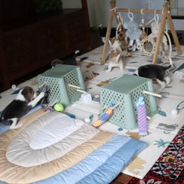 Beagle Puppies from Homegrown Beagles