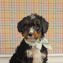 Olaf - Tri-color male Bernedoodle puppy in Russell Springs, Kentucky from 270 Doodles