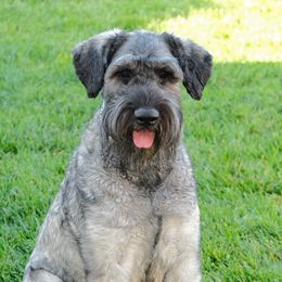 Monty - Giant Schnauzer