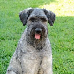 Monty - Giant Schnauzer