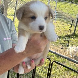 Girl 3 - Sable merle and white American Corgi puppy in Sequatchie, Tennessee from Green Star Farm Corgis