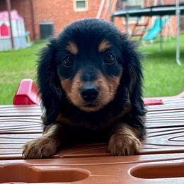 Duchess - Black and tan female Dachshund puppy in Whitesboro, Texas from Whitesboro Dachshund