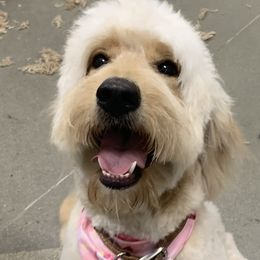 Gucci - Goldendoodle