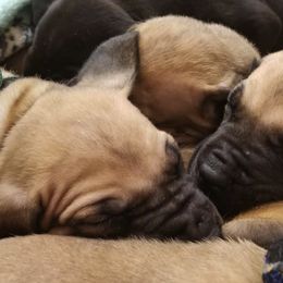 American Staffordshire Terrier and Great Dane Puppies from Unity Great Daanes