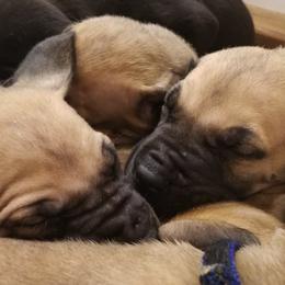 American Staffordshire Terrier and Great Dane Puppies from Unity Great Daanes