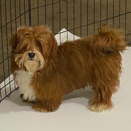 Penny - Havanese