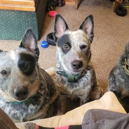 Australian Cattle Dogs from Hilltop Heelers