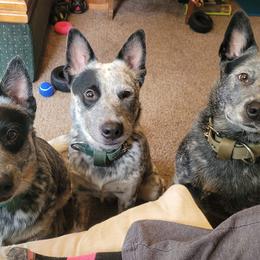 Australian Cattle Dogs from Hilltop Heelers