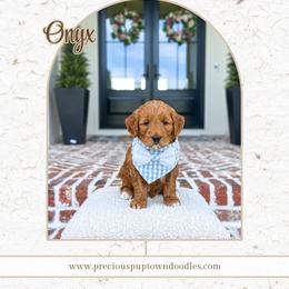 Onyx - Red  male Goldendoodle puppy in Bell Buckle, Tennessee from Precious Puptown Doodles