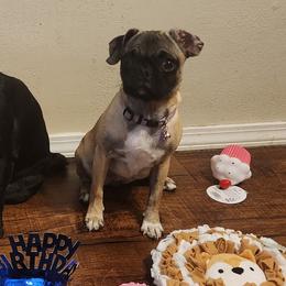 Pugs from Kratos Legacy