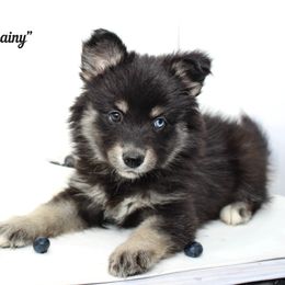 Rainy - Black and white female Pomsky puppy in Murfreesboro, Tennessee from Middle Tennessee Pomskies