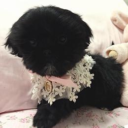 Stormy - Black female Shih Tzu puppy in Hemet, California from Aloha Shih Tzu