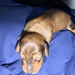 Dachshund Puppies from Jedi Weiner Ranch