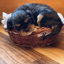Cavalier King Charles Spaniel and Cavapoo Puppies from Cavaliers of Windsor