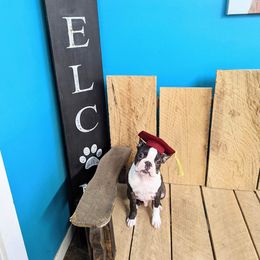 Boston Terrier Puppies from Blue Ridge Boston Terriers