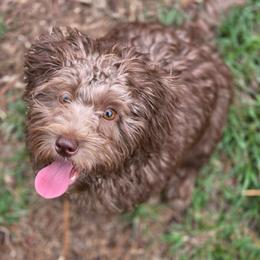 Charlie Brown - Brown male Schnoodle puppy in Timmonsville, South Carolina from For the LOVE of Poodles, Doodles and Sheepdogs