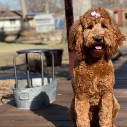 Bernedoodles and Goldendoodles from Doodling Around Indiana Poodles & Doodles