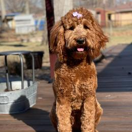 Bernedoodles and Goldendoodles from Doodling Around Indiana Poodles & Doodles