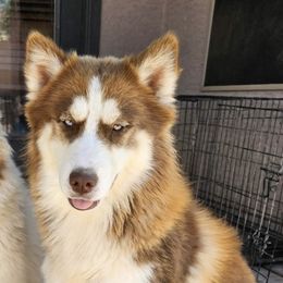 Peaches - Siberian Husky