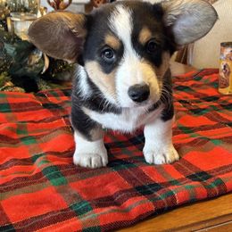 Cardigan Welsh Corgi Puppies from Fairy Tail Cardigan Welsh Corgi's