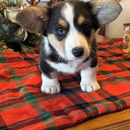 Cardigan Welsh Corgi Puppies from Fairy Tail Cardigan Welsh Corgi's