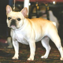 French Bulldogs from Kennel Concharty