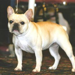 French Bulldogs from Kennel Concharty