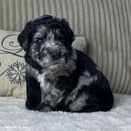 Yellow Collar "Wobbly Whiskey" - Australian Labradoodle puppy from Providence Labradoodles, LLC
