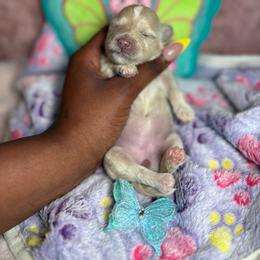 Amiri - Cream female Poodle puppy in Garner, North Carolina from House of Paws Heritage Nursery