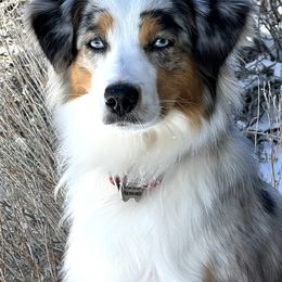 Dazzle - Bearded Collie