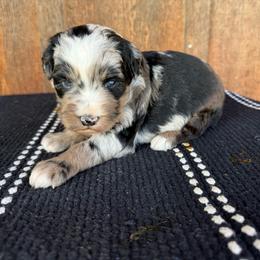 Coconut - Blue merle female Aussiedoodle puppy in Eastland, Texas from H5 Mini Doodles