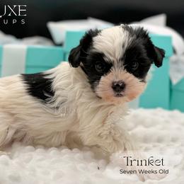 Companion Cross, Morkie, and Shorkie Puppies from Lil Luxe Pups