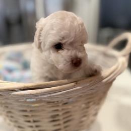 AKC Ivory or white male - White male Poodle puppy in Quincy, Florida from Always Best Kennels, Inc