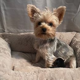 Yorkshire Terriers from Sandy