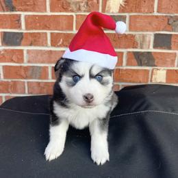 Moana - Black and white female Pomsky puppy in Henderson, Kentucky from Paris Pomskies