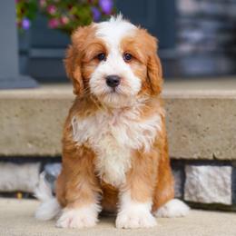 Firefly - Red male Bernedoodle puppy in Dundee, Ohio from Down Home Doodle