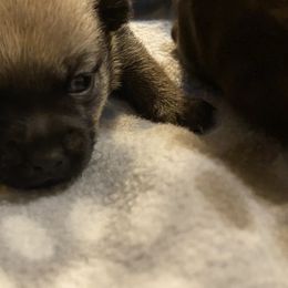 Pomeranians from Nikki’s Poms