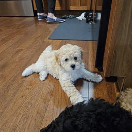 Havapoo Puppies from Derbyville Havapoos